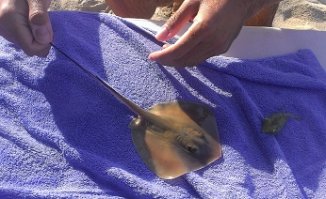 Медуз-корнеротов точь в точь как на картинке видел в Средиземном море (в Черном не встречал) - огромное их количество вытянулось вдоль берега на глубине 2,5-3 метра как длинный рукав диаметром около 1 метра. Вытаскивал несколько крупных таких медуз за купол - безо всяких ожогов, главное - щупальца не задеть.

Скатов-хвостоколов видел в Черном море, но не ловил. Во Вьетнаме ловил, нескольких удачно (за хвост), одного неудачно (попробовал поймать за морду) - ударил хвостом как скорпион. Рука болела часа четыре. Но боль полностью проходила, если держал руку под горячей водой (думаю, температура ингибировала действие ядовитых пептидов).

P.S.: содержу морской аквариум и террариум, про ядовитых рыб и зверюшек знаю, ловлю живность с полным осознанием возможных последствий.
А вот что действительно нельзя трогать - моллюсков-конусов (если не знаешь, с какой стороны гарпун) и никогда и ни при каких обстоятельствах - азиатских синекольчатых осьминогов (обычных черноморских и средиземноморских осьминогов ловить можно, хотя они тоже немного ядовиты) .