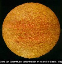 Яйцеклетка человека: