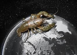 Случайно обнаруженные маленькие миры