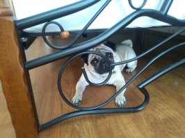 Фотограф делает очумелые снимки самых эмоциональных собак 