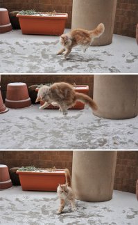 Хоакин Гусман и его котэ...