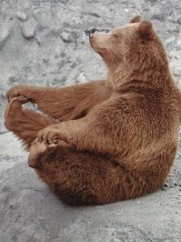 Камчатка. Медвежья рыбалка на заповедном кордоне