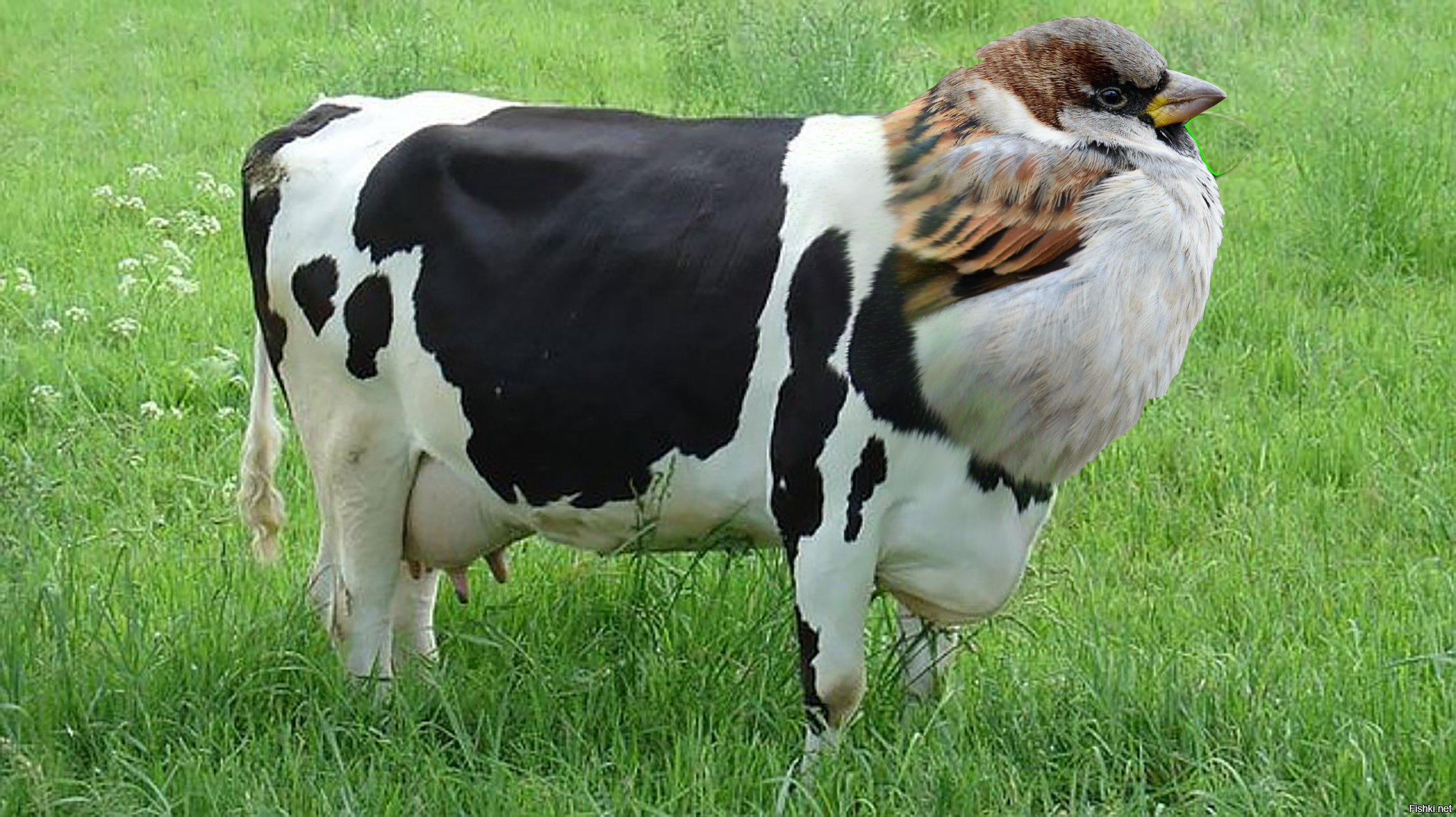 Polish Cow Мем