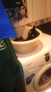 Поучитесь расслабляться у этих животных!