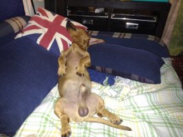 Поучитесь расслабляться у этих животных!