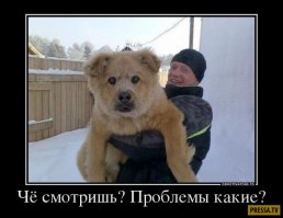 Эти фотографии доказывают, что чем больше собака - тем лучше
