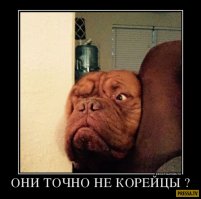 Эти фотографии доказывают, что чем больше собака - тем лучше
