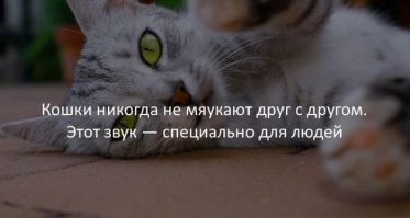 Да здрасьте! У меня коты орут всю ночь под окном потом дерутся и котята когда теряются мяукают.Кошки когда ищут котят тоже мяукают.
