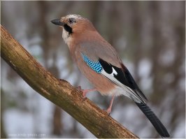 Галка - не самая мелкая в семействе врановых. 
Мельче её сойка (150-200 грамм), кедровка ,её в Европейскоой части страны называют "ореховкой", (120-190 грам) и самая мелкая и довольно редкая кукша (70-100 грамм).