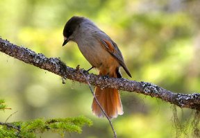 Галка - не самая мелкая в семействе врановых. 
Мельче её сойка (150-200 грамм), кедровка ,её в Европейскоой части страны называют "ореховкой", (120-190 грам) и самая мелкая и довольно редкая кукша (70-100 грамм).