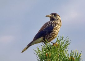 Галка - не самая мелкая в семействе врановых. 
Мельче её сойка (150-200 грамм), кедровка ,её в Европейскоой части страны называют "ореховкой", (120-190 грам) и самая мелкая и довольно редкая кукша (70-100 грамм).