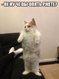 Животные удивляются