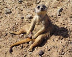 Животные удивляются