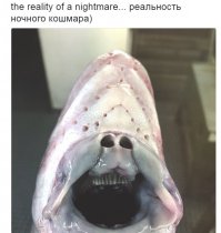 чем то похожи ...