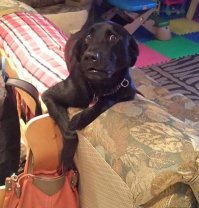 Животные удивляются