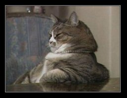 Животные удивляются