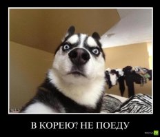 Животные удивляются