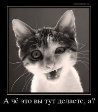 Животные удивляются