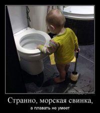 24 интересных факта о морских свинках