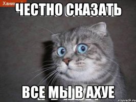 Американец вытащил змею из носа кошки