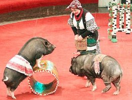 Дрессировщики, которые напросились сами - часть 2-я