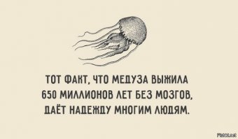 Интересные факты о медузах