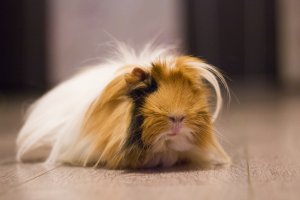 "Морские свинки не живут в море" - а с чего они там должны жить?
Правильно подмечено, что заморская, т.к. из Южной Америки и называется Guinea pig
-
Родственник - Капибар, который размером с большую кошку-собаку.
-
"Основной корм этих животных   сено" - вот вы моей скажите об этом, она вас и загрызет за такое. Или сухой корм (состоящий из различных злаков и фруктов) или свежую зелень.
-
"Морские свинки спят по 10 минут" - моя как заляжет на 3-4 часа, фиг поднимешь, только ели едой пошуршать. Вот тогда поднимается такой свинячий писк, как будто пяточка режут. (клетка с домом, 150см на 100см)
-
По поводу воды - моя любит мыться, даже ванночка есть, в которую сама забирается.
-