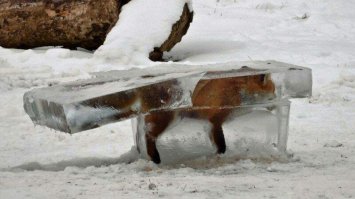 Оно же?