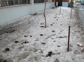 Простой обыватель может сейчас найти под снегом только такие сюрпризы, спасибо собачникам. Встречайте скоро во всех дворах страны..