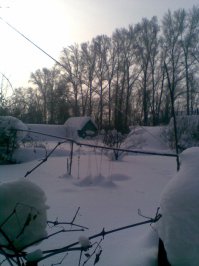 А чё виноград не укрыл?