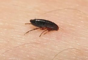 Ога .. а крысиные блохи, переносчики чумы..