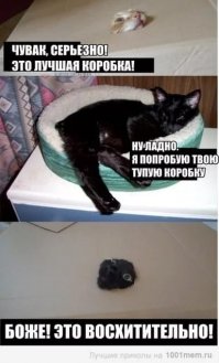 Кошки и коробки: им нельзя друг без друга!