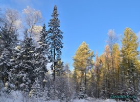 Есть Nikon и другие фотоаппараты)))