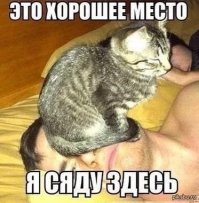 Коты вообще признанные мастера доминирования.