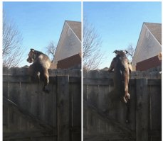 Кавалеристы говорили "Как собака на заборе" про тех, кто плохо держится седле. 
Отличное наглядное пособие