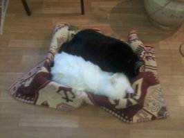 Мои кошаки.Белый-кот Миша,черная-кошка Маша.Коробку поставил-так они оба туда залезли.:)