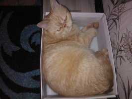 Кошки и коробки: им нельзя друг без друга!