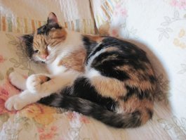 Чего это у них в квартире моя кошка делает? ;)