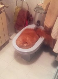 Кошки и коробки: им нельзя друг без друга!