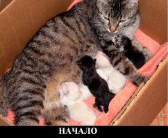 Кошки и коробки: им нельзя друг без друга!