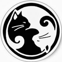 Кошки и коробки: им нельзя друг без друга!