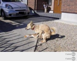 Доминируй, властвуй, унижай