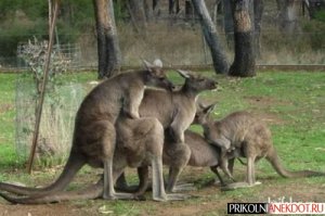 Доминируй, властвуй, унижай
