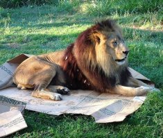 Кошки и коробки: им нельзя друг без друга!