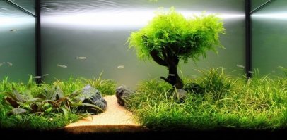 Такаши Амано. Вот где красота.