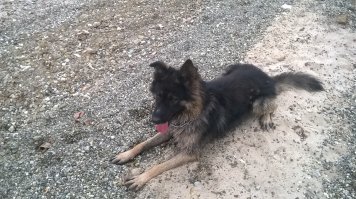 А я даже бы не подошел))Пусть пес сам отомстит))Песик у меня крайне большой))