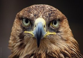 Как он красив!..сильный зоркий..все есть для охоты у этой идеальной птицы.