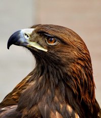 Они такие!!...э-эх.....