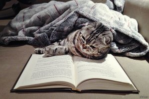 Суета вокруг кота