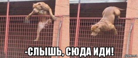 Не надо было приставать к собаке!